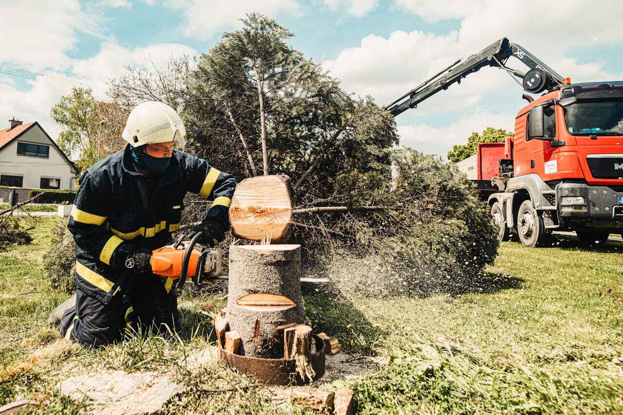 Best Palm Tree Trimming  in South Pekin, IL